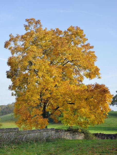 Cost of Hickory Tree Trimming in Howell