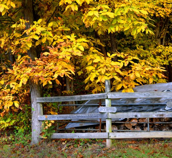 Cost of Hickory Tree Pruning in Howell