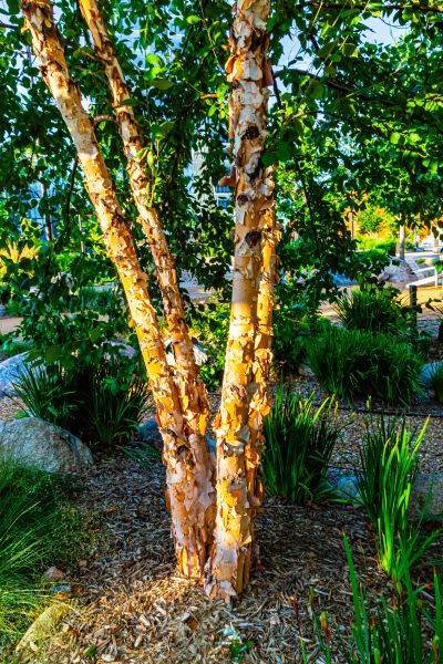Cost of River Birch Trimming in Howell