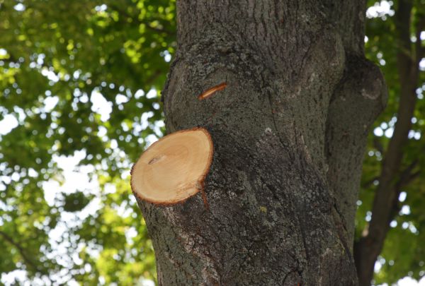 Cost of Limb Cutting in Howell