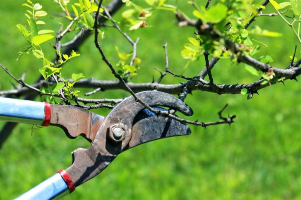 Cost of Branches Pruning in Howell