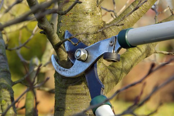 Cost of Tree Limb Trimming Service in Howell