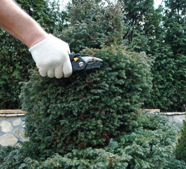Cost of Ornamental Tree Trimming in Howell