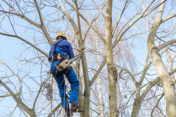 Cost of Large Tree Trimming in Howell