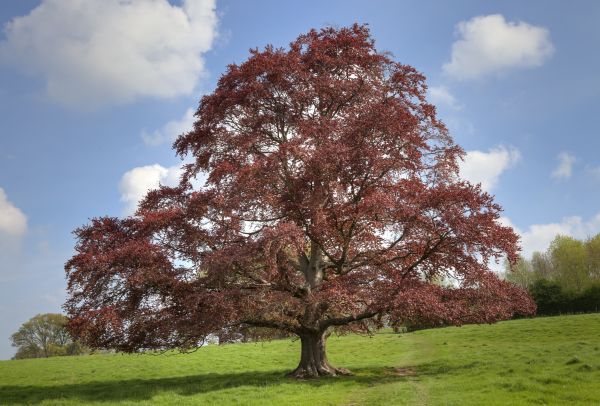 Cost of Beech Tree Pruning in Howell