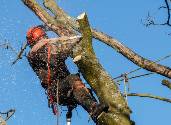 Tree Trimming Service in Howell