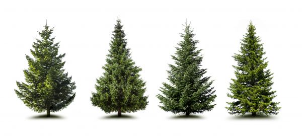 Cost of Pine Tree Trimming in Howell