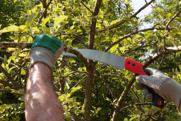 Apple Tree Trimming in Howell